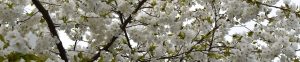 Cherry-Blossoms-Home-Page